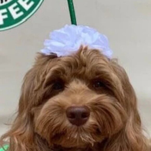new Dog Halloween costume coffee starbucks headpiece whip cream Frappuccino - Picture 10 of 10